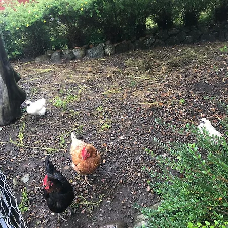 Hyggeligt Gammelt Hus I Ry *